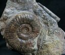 Lytoceras Ammonite Sculpture From France - #8211-3